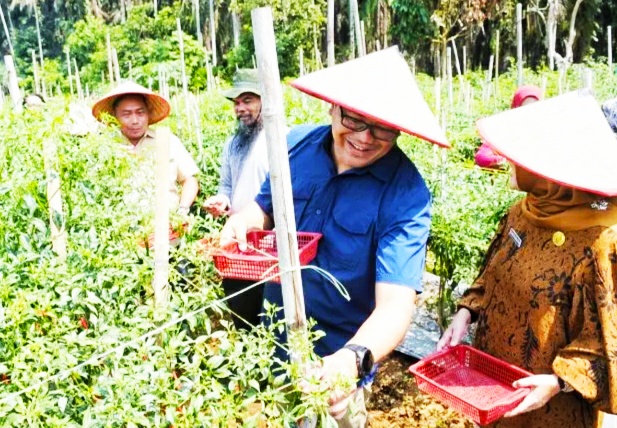 Bupati Deli Serdang Borong Hasil Panen Cabai Petani di Kuta Limbaru