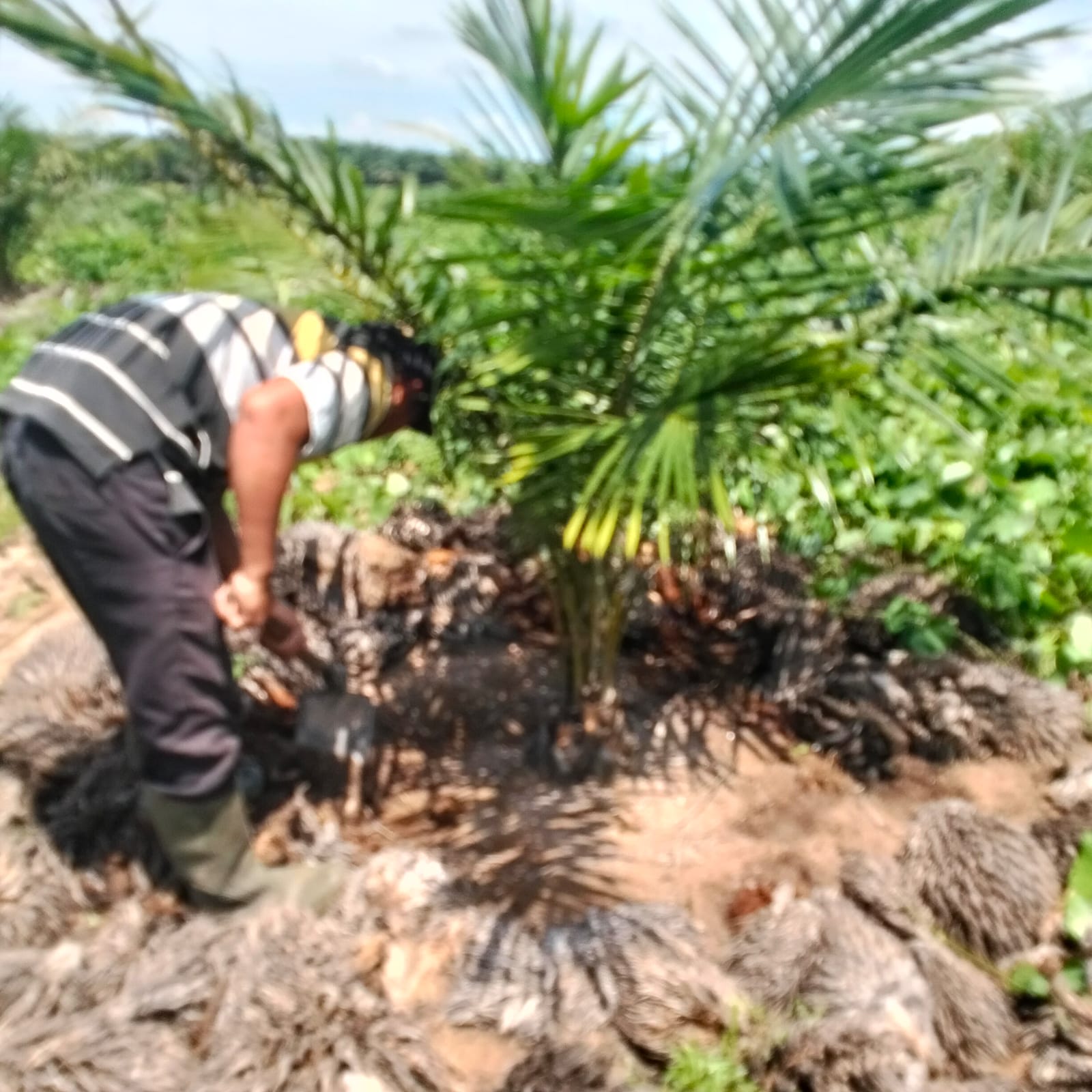 Klarifikasi Terkait Tanaman TBM Kelapa Sawit Afd 2 Kebun Sei Putih 