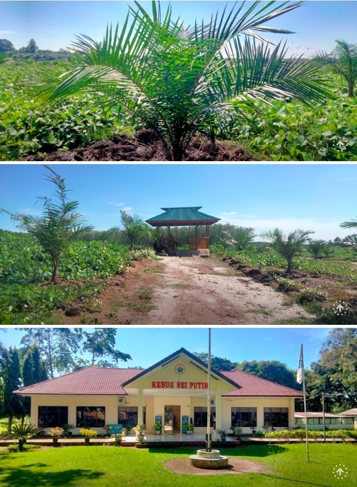 Kebun Sei Putih Sebut Kegiatan Tanaman Ulang dan Konversi 2025 Sesuai SOP