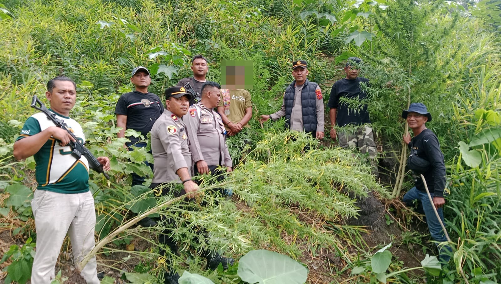 Respon Cepat Polres Langkat Ungkap Ladang Ganja di Kuala, 11 Batang Diamankan